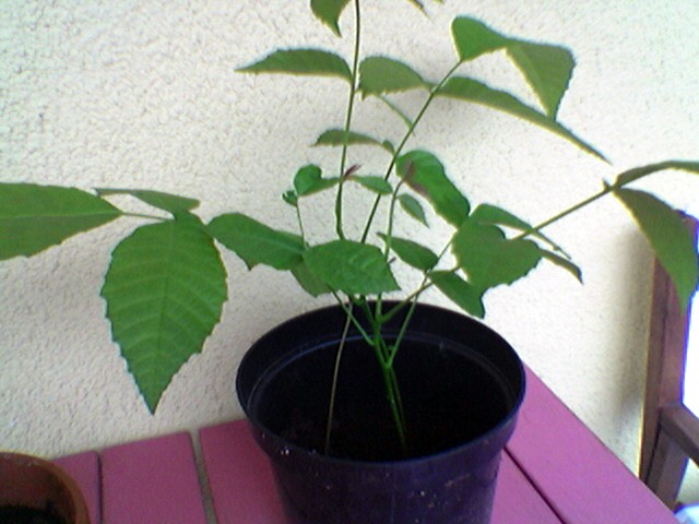Bonsai Jungpflanze (Buche)